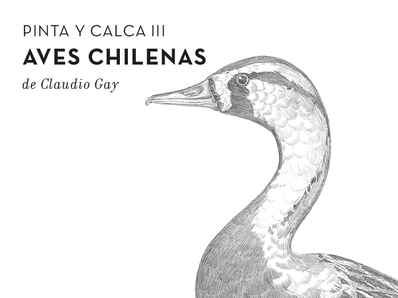 Las Aves Chilenas Centro Nacional De Conservación Y Restauración