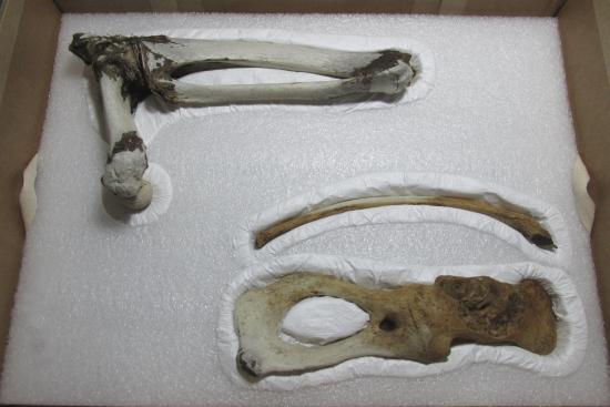 Interior contenedor material óseo.(Archivo CNCR, Elgueta, J. 2020)
